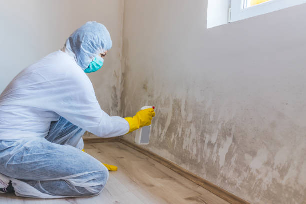 Licensed Basement Mold Removal service in Rapidan, VA - WQB Mold Removal