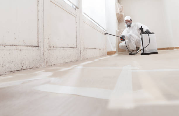 24/7 Emergency Basement Mold Removal experts in Rapidan, VA