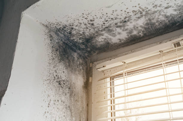 Affordable Basement Mold Removal solutions in Rapidan, VA